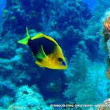 07-14-10 - AM Dives - Big Tunnel, Angelfish