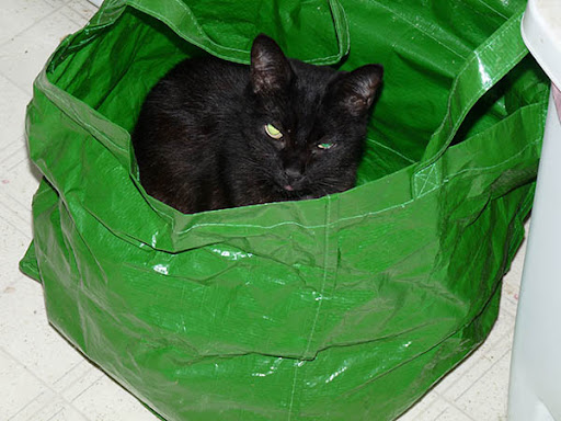 tiny black cat with demon green eyes in bright green plastic tote tiny black cat with demon green eyes in bright green plastic tote
