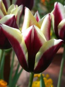 [Tulipan-Gavota-10-stk_full_plant[3].jpg]