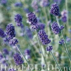 [Lavendel_full_plant[2].jpg]