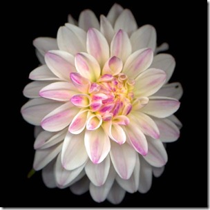 Compositae Dahlia hybrida