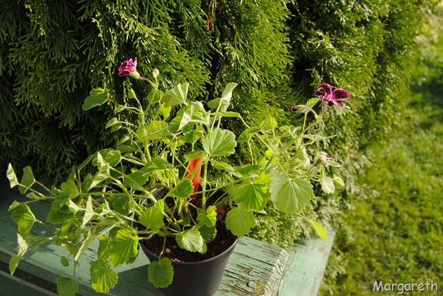 [Sancho Pansa full blomst 2010[8].jpg]