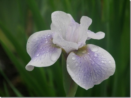 Iris Lavender Stiples