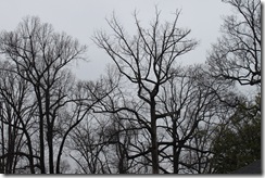 IMG_7705
