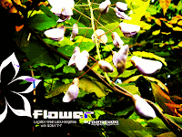 lomo flower