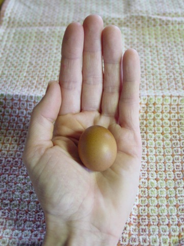 [tiny egg 01[2].jpg]