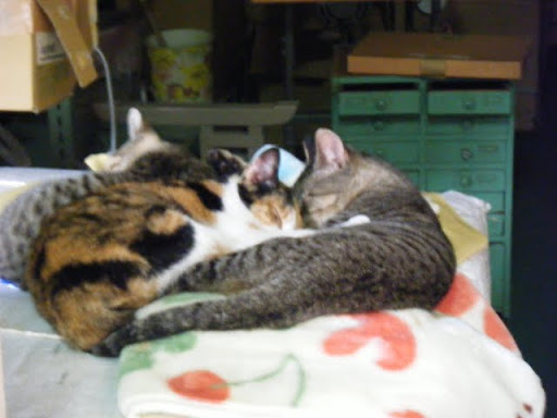 http://lh4.ggpht.com/_ogqP-NvBGAQ/TM1BjDf-FgI/AAAAAAAAAqs/eIgWUATPMi8/DSCF8209.JPG
