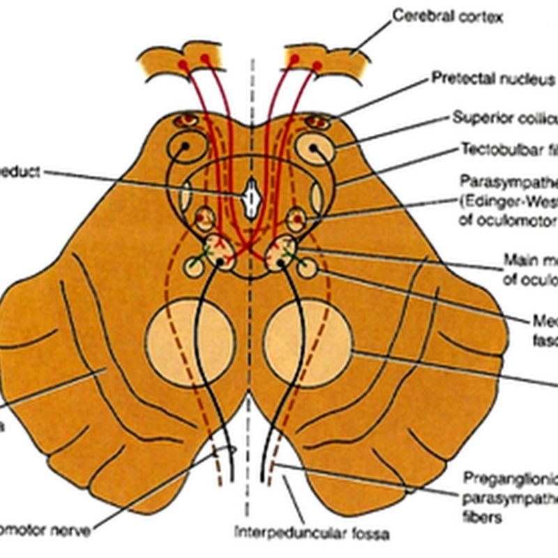 Occulomotor nerve and Trochlear nerve