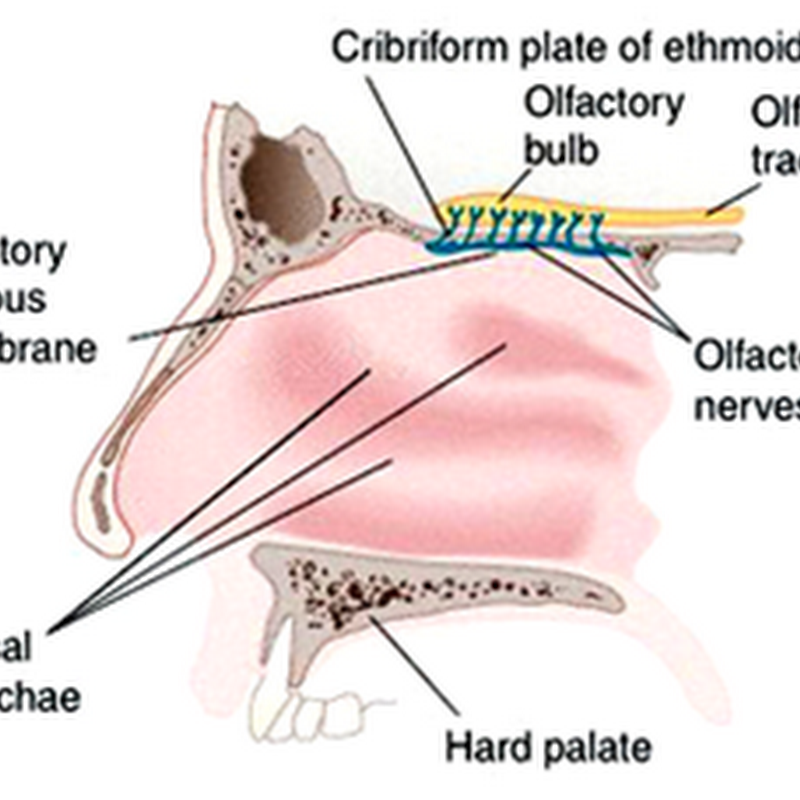 Olfactory nerve