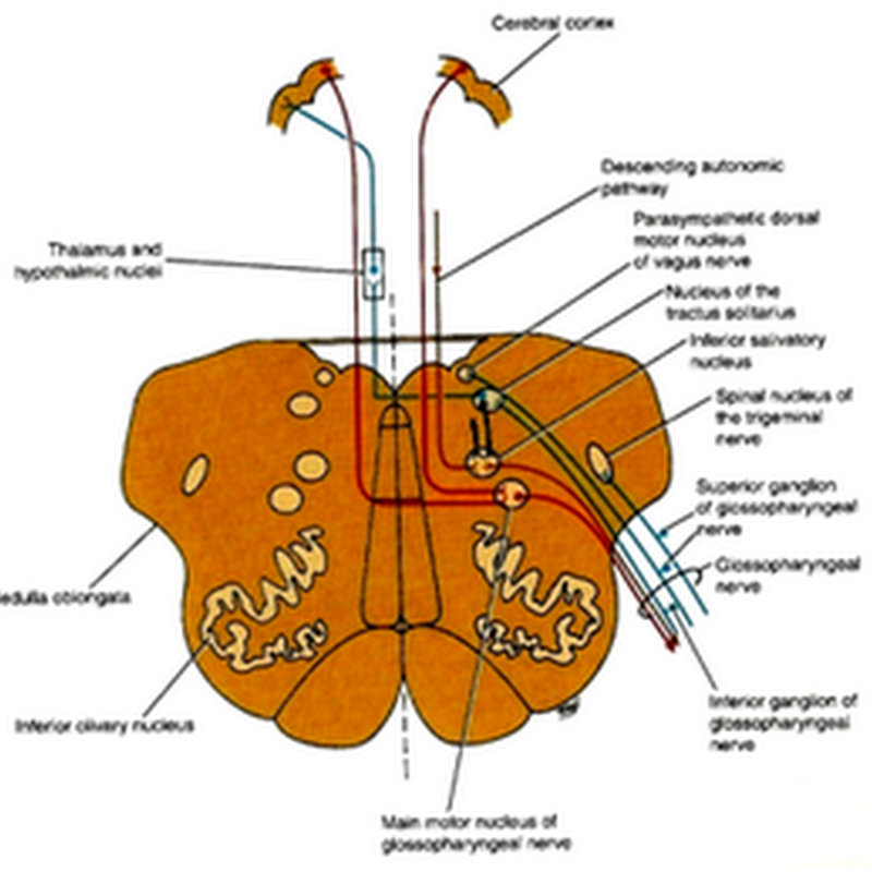 Glossopharyngeal nerve