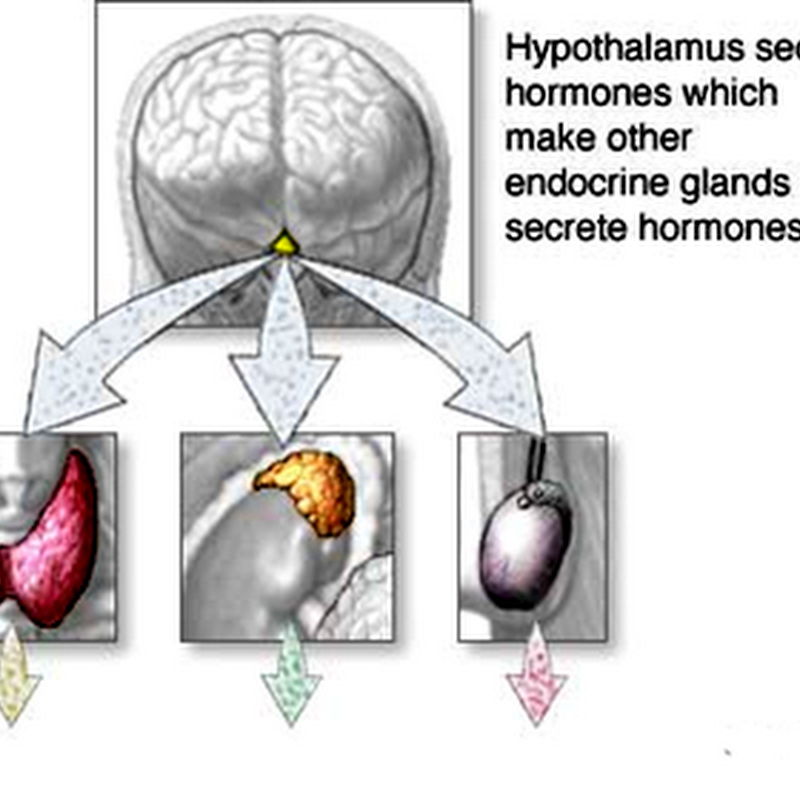 03. Hypophysiotropic hormones ( Hypothalamic Hormones )Hypothalamus & Pituitary II