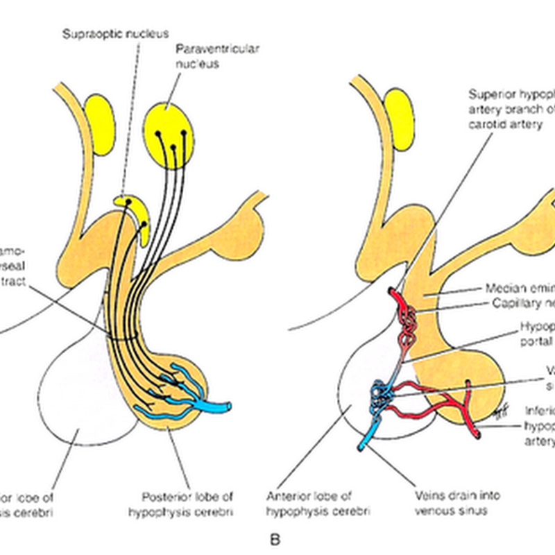 The hypothalamus II
