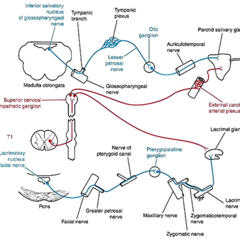 The autonomic nervous system II