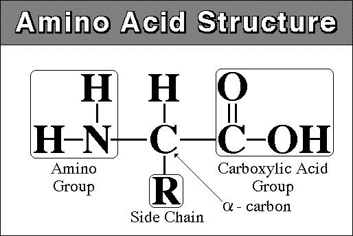 [amino_acid_structure[3].jpg]