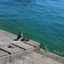 Mallard
