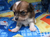 shiro5m070911_01.jpg