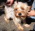 chibita_denzou070922m01_06a.jpg