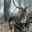 chasewinterdeer Iarna nu vrea sa plece ( Galerie Foto )