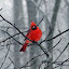 cardinalinwinter Iarna nu vrea sa plece ( Galerie Foto )