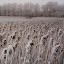 winterbydinarakey Iarna nu vrea sa plece ( Galerie Foto )