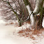 winterfield Iarna nu vrea sa plece ( Galerie Foto )