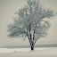 wintermorningbyleenik Iarna nu vrea sa plece ( Galerie Foto )