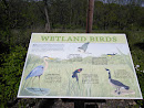 Wetland Birds