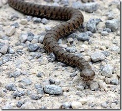 260px-ViperaAspis_1469AE 260px-ViperaAspis_1469AE