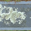 John Henry Sparrow.jpg