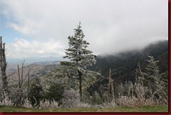 Clingmans Dome Smoky Mtn NP (4)