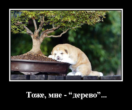 http://lh4.ggpht.com/_otmYcjCLyc4/TTL7xgZX7LI/AAAAAAAABQ8/eo2JQ20FIhY/derevo-001.jpg