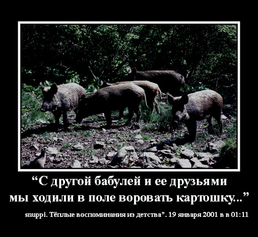 http://lh4.ggpht.com/_otmYcjCLyc4/TTYmUltzWoI/AAAAAAAABSs/BeUAiOipvoc/wild_boar_group.jpg