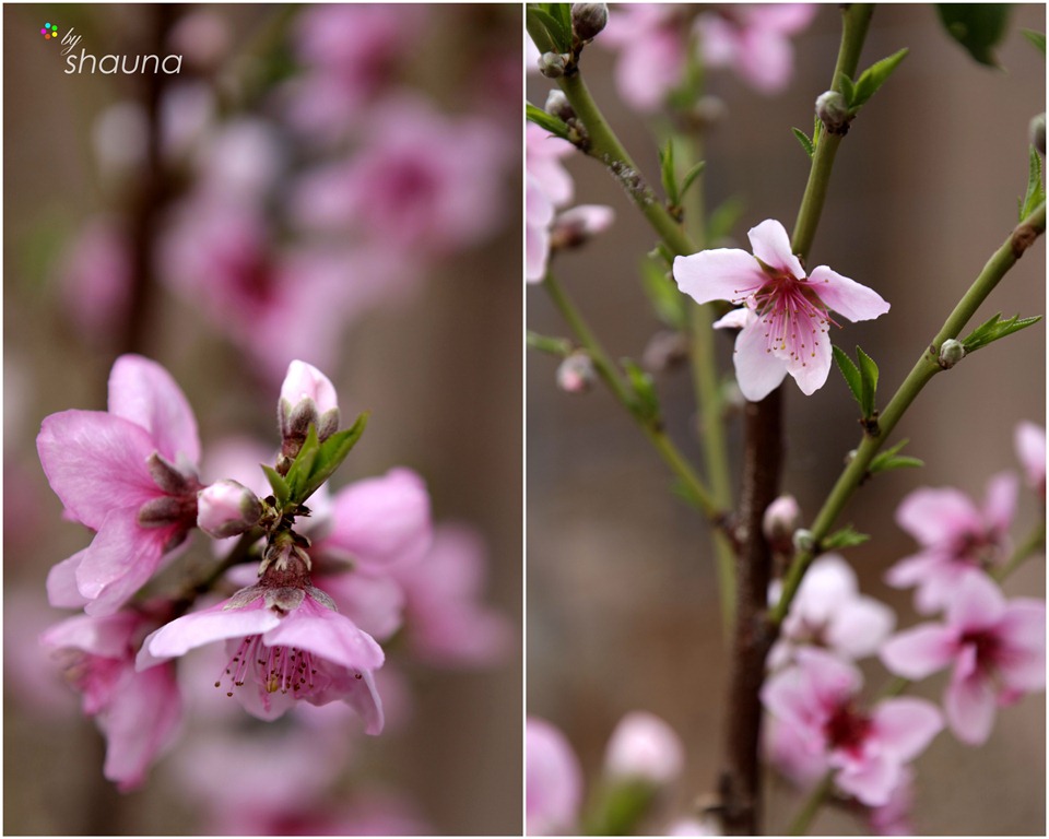 [wmpeach-blossoms-2011-4[10].jpg]