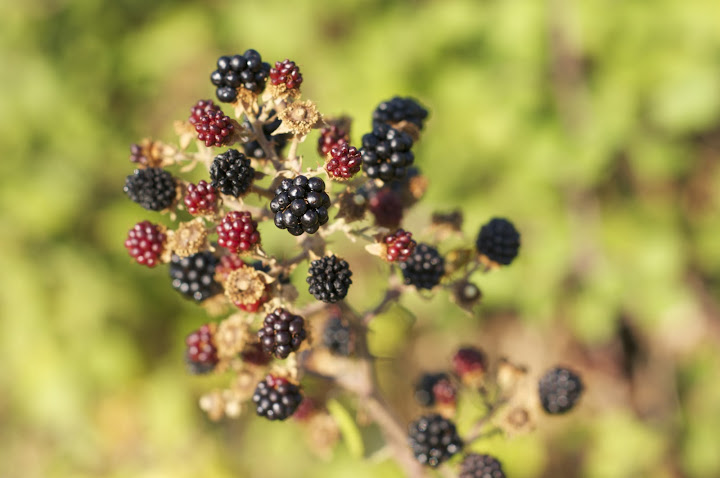 Black Berries