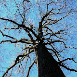 Forest Tree in Norths Carolina, K.M. Newton, 2006