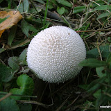 DSCF8681.JPG