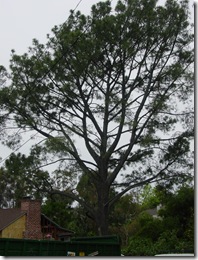 Pinus_torreyana