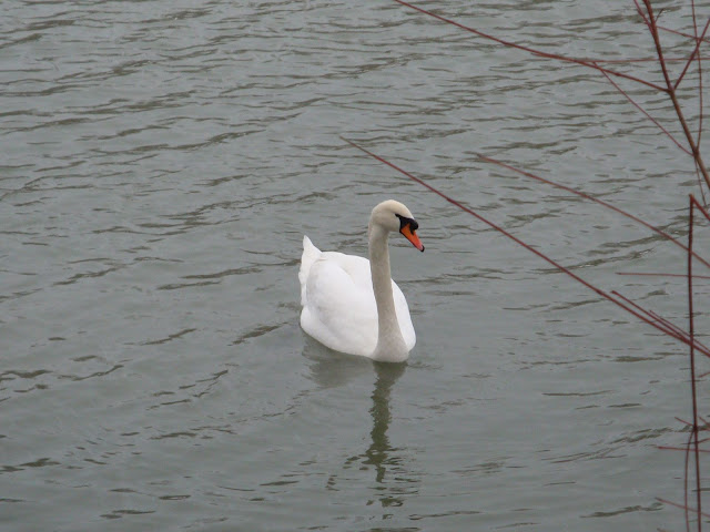DSC00680.JPG