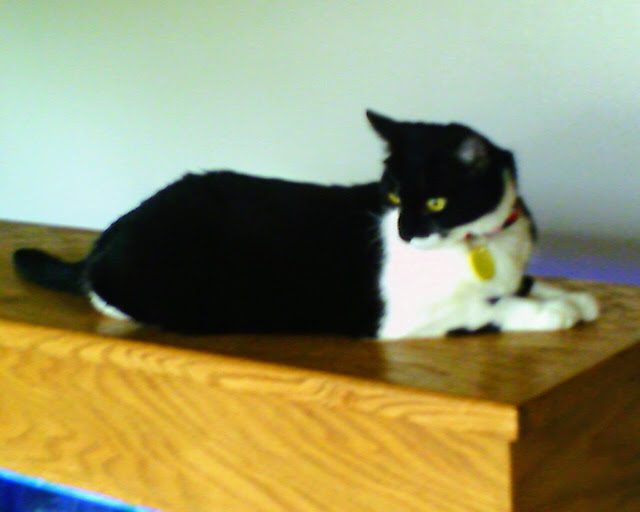 Marcy The Cat