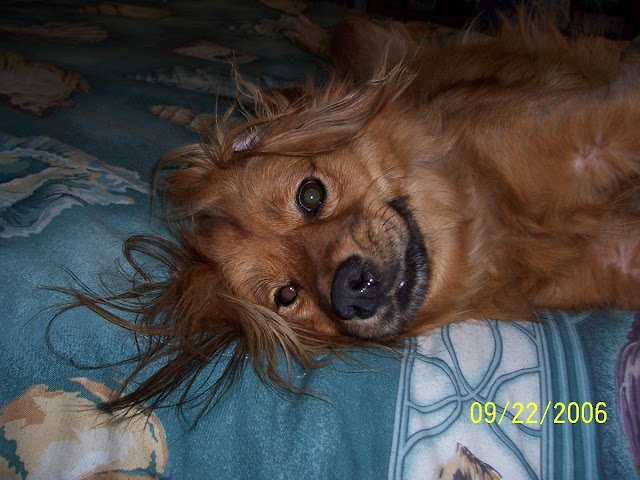 Annie the Dog