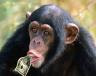 chimp-with-money.jpg
