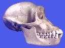 chimp-skull.jpg