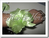 IMG_4717 IMG_4717