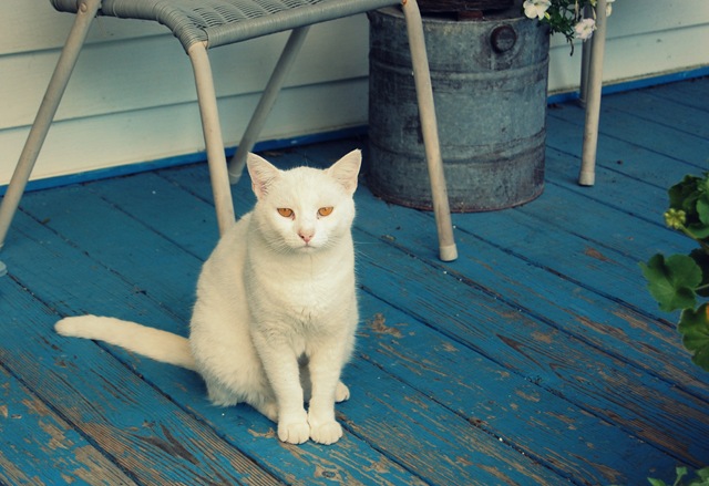 [Cat[3].jpg]
