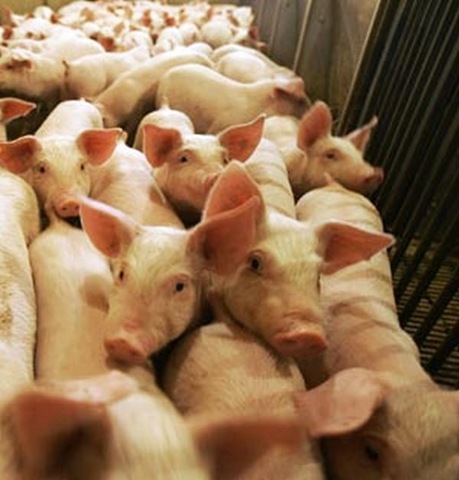 [Swine flu[4].jpg]
