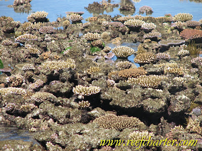 Coral Reef Exposed at Low Tide