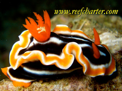 The colourful nudibranch