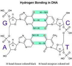 [H-bond in DNA[4].jpg]