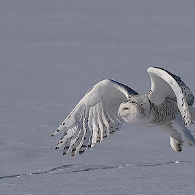 Preying Snowy by Shelley O'Connell - Wildlife Birds