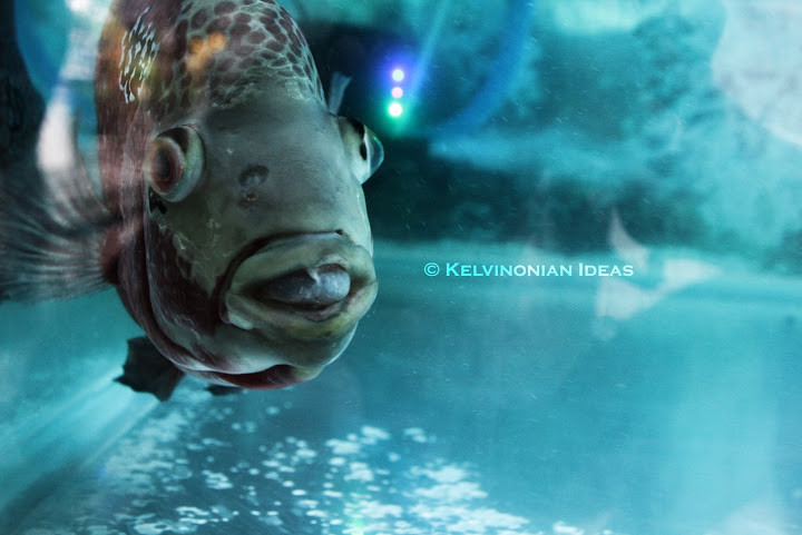 Flowerhorn | Photo by: Kelvin Servigon Flowerhorn | Photo by: Kelvin Servigon